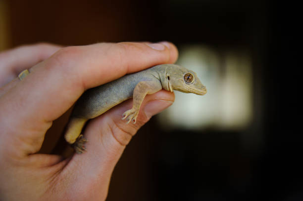 istock Lizard keeping in human hand from the first person view 939859108