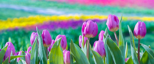 Spring background with tulip flowers. stock photo