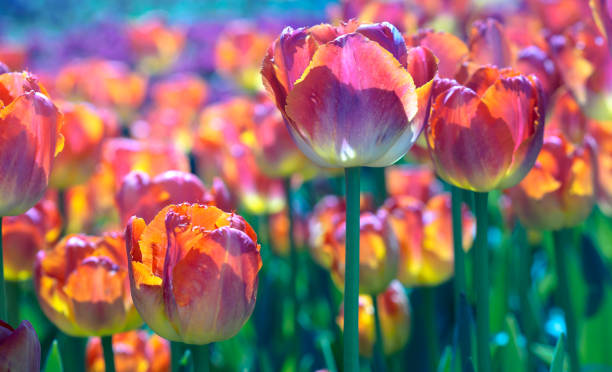 Multicolored spring flowers. stock photo
