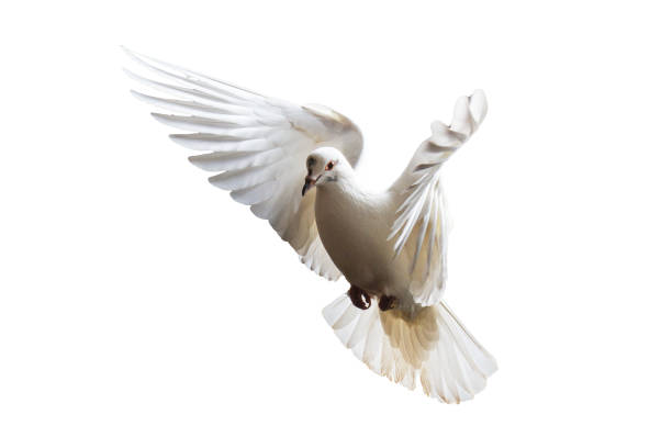 istock white pigeons flying on a white background 939859740