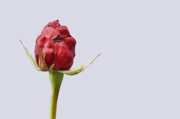 istock Approach to a sick red rose on white background, contaminated with the plague called Trips - Scientific name: Frankliniella sp. 939860026