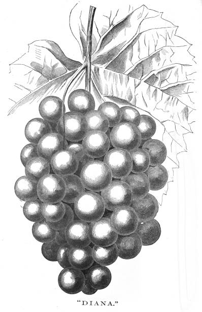 ilustrações de stock, clip art, desenhos animados e ícones de engraving of the "diana" grape species - 1866