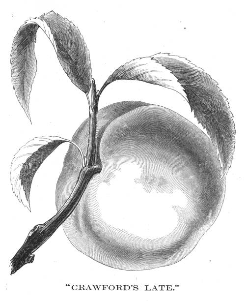 ilustrações de stock, clip art, desenhos animados e ícones de engraving of the "crawford's late" peach species - 1866