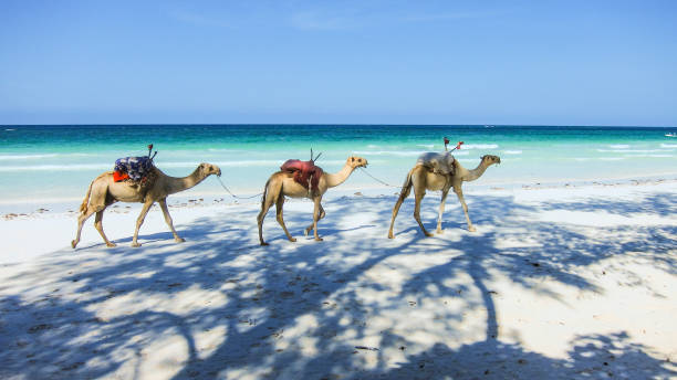 istock camels at the beach in Kenia 939862622