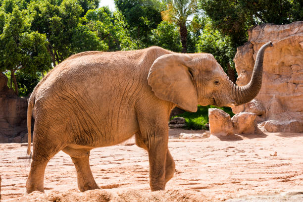 słoń odchodzi - safari animals elephant rear end animal nose zdjęcia i obrazy z banku zdjęć