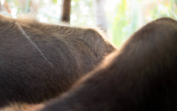 istock Close-up photos of buffalo 939862678