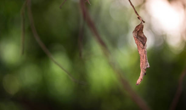 istock soft focus Dry leaves background,Dried leaves 939863064