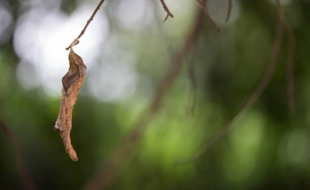 istock soft focus Dry leaves background,Dried leaves 939863070