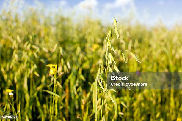 Avena In Un Campo Di Cereali - Fotografie stock e altre immagini di Agricoltura - Agricoltura, Ambientazione esterna, Ambientazione tranquilla