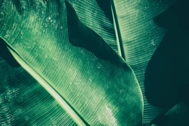 istock tropical banana palm leaf 939866626