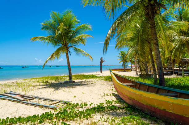 canoë en bois sous un cocotier sur la plage. vert herbe autour du sable, des cocotiers dispersés, des mer pleine de bateaux ancrés. propre et bleu ciel, journée ensoleillée. - sky tree photos et images de collection