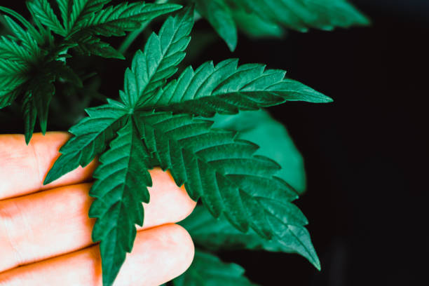 istock Marijuana leaves cannabis on a dark beautiful With a man's hand 939870858