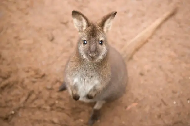 Photo of Wallaby outside by itself