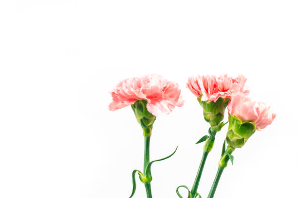 istock Carnations, happy mother's day, greeting cards 939875970
