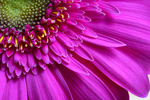 Gerbera daisy very close.