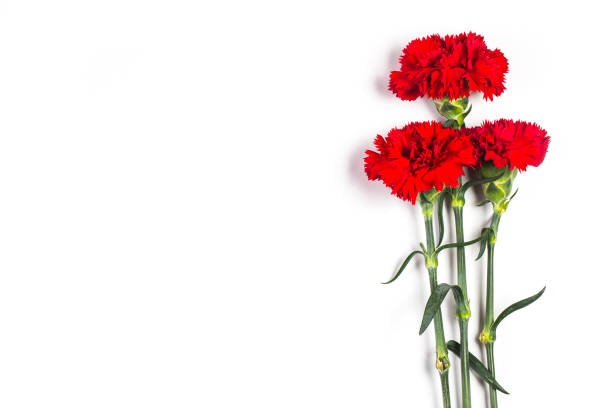 istock Carnations, happy mother's day, greeting cards 939876154
