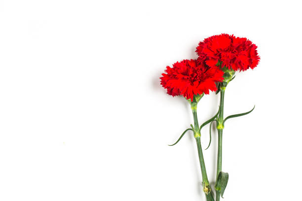 istock Carnations, happy mother's day, greeting cards 939876434