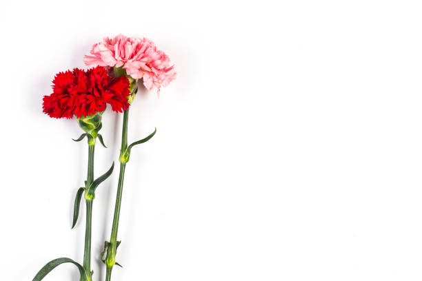 istock Carnations, happy mother's day, greeting cards 939876514