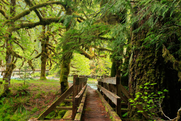 istock Pacific Northwest rainforest hiking footbridge 939876522