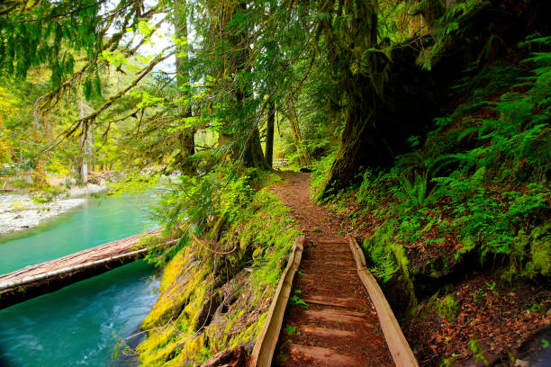 istock Pacific Northwest rainforest boardwalk hiking trail 939876564