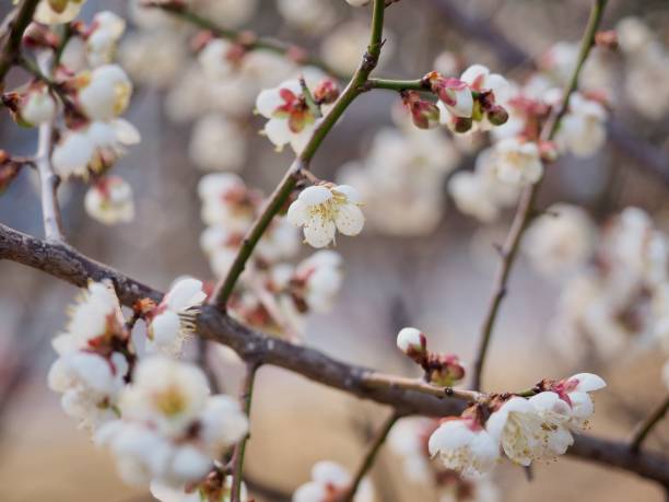 istock Cherry Blossom Landscape in Korea 939878608