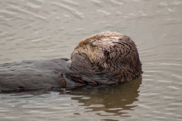 istock California Sea Otter 939879010