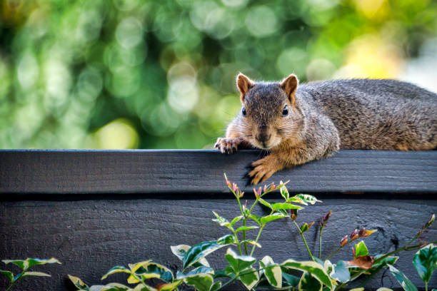 Squirrel On A Fence In A Backyard - fotografia de stock