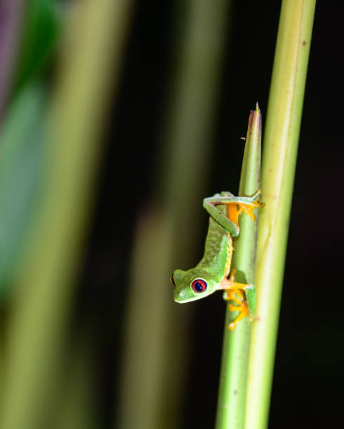 istock Red Eye Tree Frog in Costa Rica 939879536