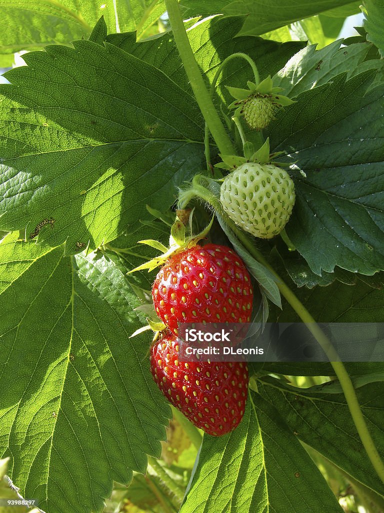 딸기 제공 - 로열티 프리 0명 스톡 사진