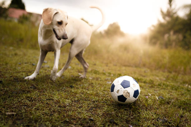 istock Dog playing with soccer ball 939883764