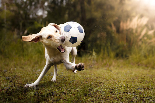 Cute white mutt dog playing with a soccer ball