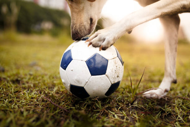 Cute white mutt dog playing with a soccer ball