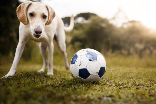istock Dog playing with soccer ball 939884004