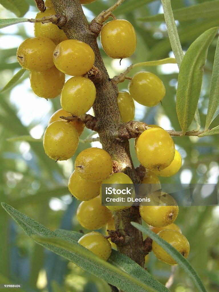 sea buckthorn (Hippophae rhamnoides)  Agriculture Stock Photo