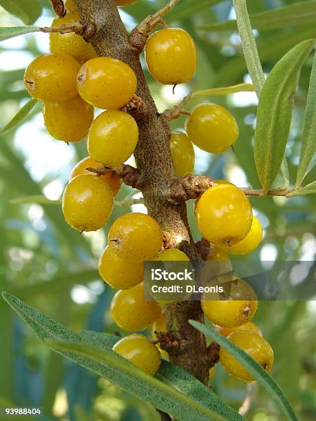 Sea Buckthorn Stock Photo - Download Image Now - Agriculture, Berry Fruit, Branch - Plant Part