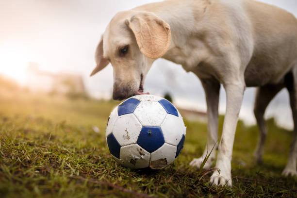 istock Dog playing with soccer ball 939884052