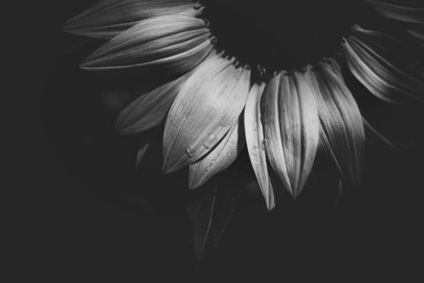 istock sunflower on black background, closed up 939884404