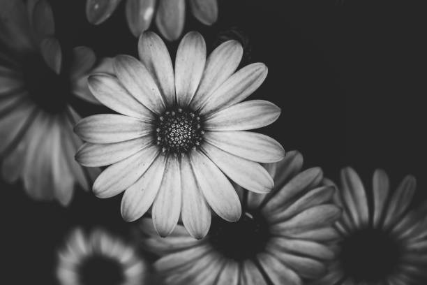 istock Beautiful Dahlia closed up with B&W color 939884408