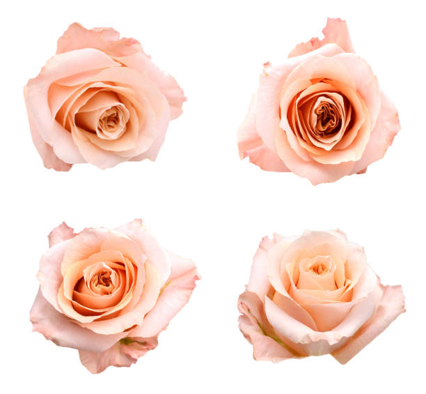 Set of pink rose heads isolated