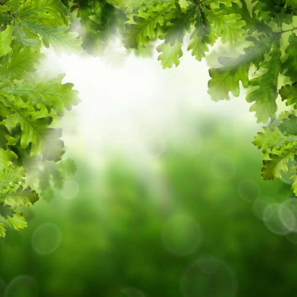 istock Green Oak Leaves and Sun Bokeh Sparkle on Summer Background with Copy Space 939891532