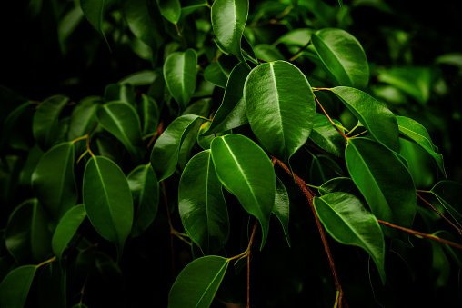Arbol Ficus claro oscuro photo