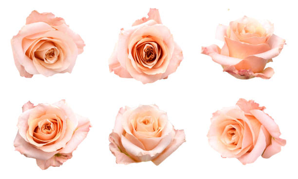 istock set of pink rose head isolated 939894760
