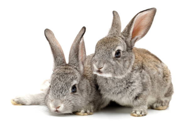 istock Baby Bunny isolated on white background 939895388