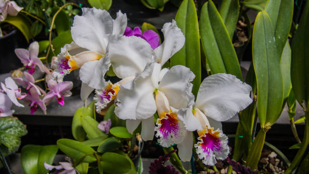 istock Flower in Auckalnd winter garden. 939897728