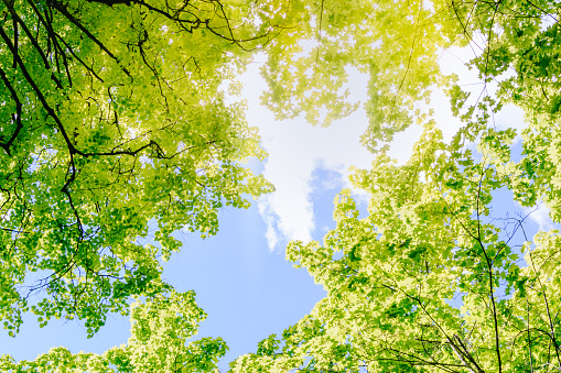 Green leaves of trees on a blue sky. Spring nature background
