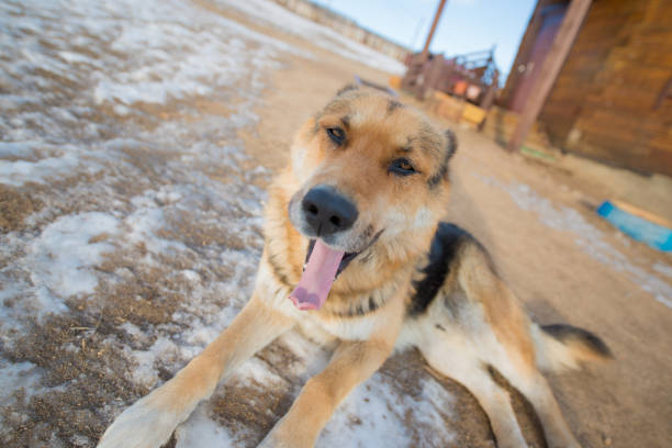 istock German Shepherd Dog, Baikal lake, Russia 939901132