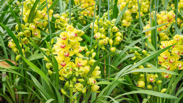 istock Yellow Cymbidium flower in a garden. 939909856