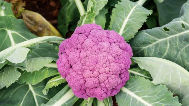 istock Purple cauliflower plant in a vegetable garden. 939909886
