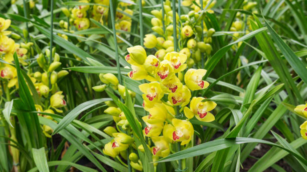 istock Yellow Cymbidium flower in a garden. 939910028