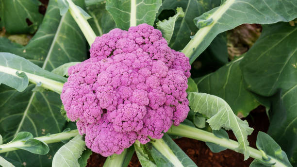 istock Purple cauliflower plant in a vegetable garden. 939910046